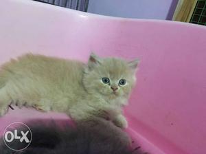 Orange Persian Kitten blue eyes