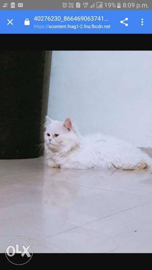 Original Persian cat white color with cat basket shampoo &