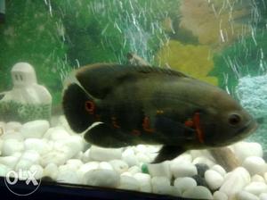 Oscar fish 7inches size heathy and active fish