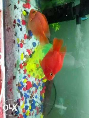 P.a.r.o.t fishes young pair of 4-5 inches urgent
