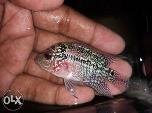 PN Bloodline breed FlowerHorn Baby available Plz