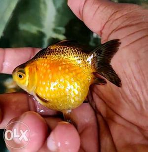 Pearlscale Goldfish High Quality 48rs per pc