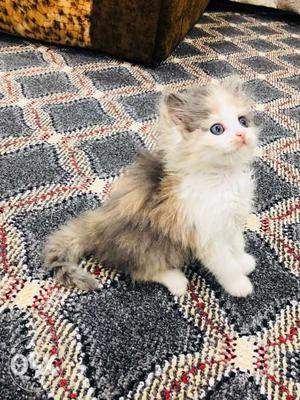 Persain kitten for sale