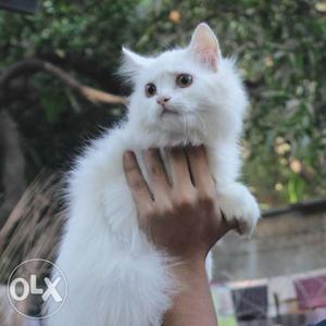 Persian cat female 10 months old