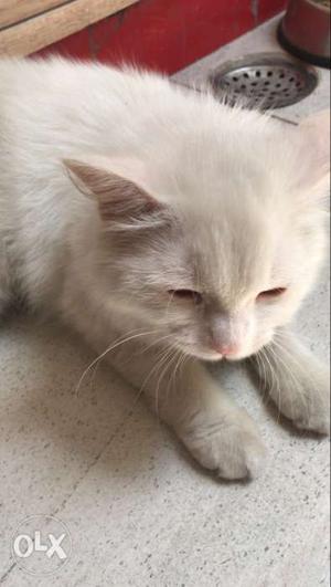 Persian cat male for sale healthy and intelligent