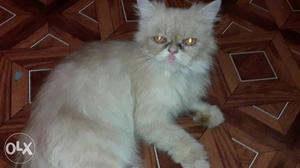 Persian cat very friendly female cat interested