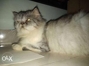 Persian cat want to sell urgent 2 time litter now