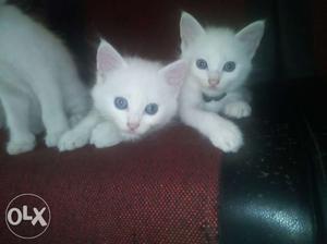 Persian cat's, 2month old pure white color