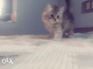 Persian kitten for sale(hig quality)