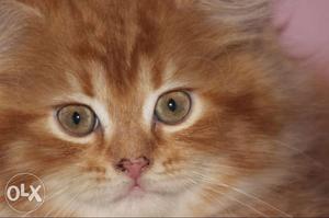 Persian kitten male at . Litter trained, dewormed & vet