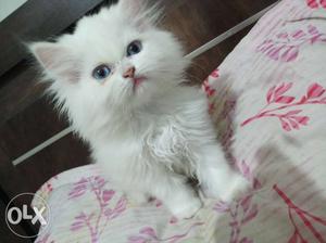 Persian kitten of pure breed available. imported