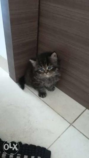 Persian kittens 2 female 3 male 1 month old