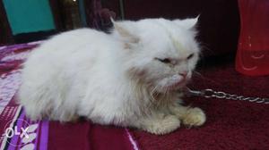Persian white cat male for sale 2 years old