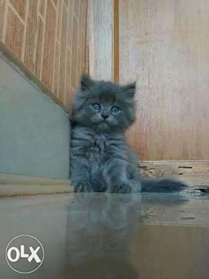 Perssion,semi kitten for sale, Gray colur,Long Hair, good