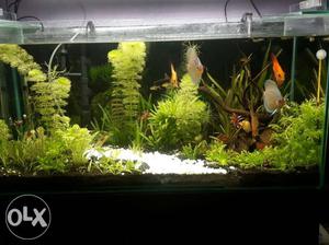 Planted fish tank 3ft