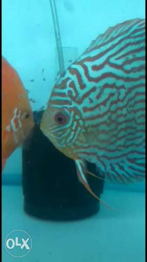 Proven young discus pair for sell