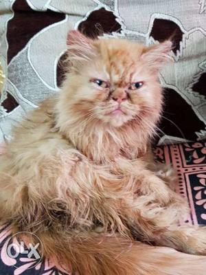 Punched face Persian female kitten