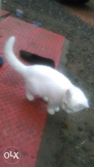 Pure Whit cat female crosbreed 3months
