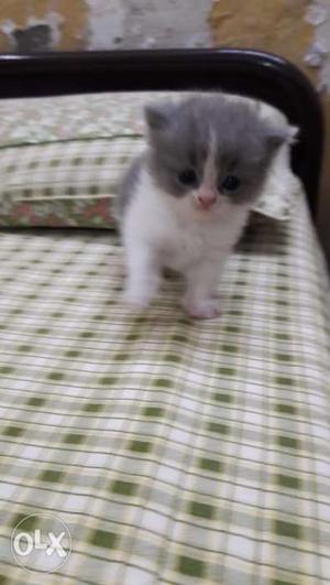 Pure breed percian Female Cat, long hair and very