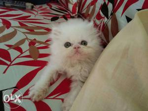 Pure persian breed is avaialble for sell.. potty
