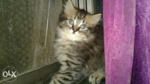 Pure persian kitten active and fluffy.. for sell