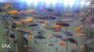 Quality Cichlids fish at reasonable price