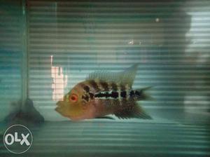 Rad driogon floron fish size 4 inch male fimale