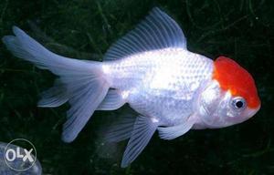 Red Cap Oranda Goldfish