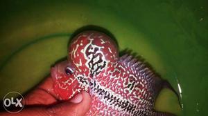Red SRD flowerhorn fish
