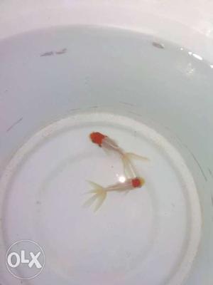 Red cap goldfish.