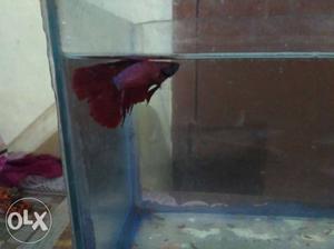 Red colour Double tail beta fish for Rs. 400.