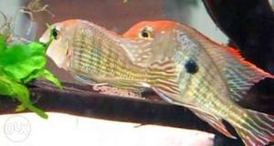 Red head tapajos cichlid pair. 3.5 inches.