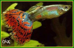 Red mosaic guppies for sale RS.60 for two pair
