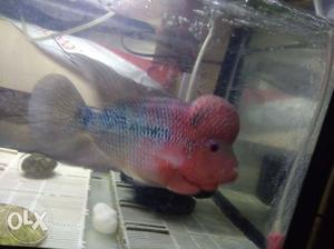 SRD Flower horn fish with good hump with active