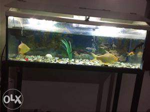 Selling fish tank 3*1*1 with cap top filter sand