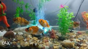 Several Common Goldfish