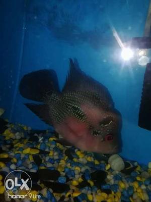 Short body male flowerhorn for sale at cheap rate