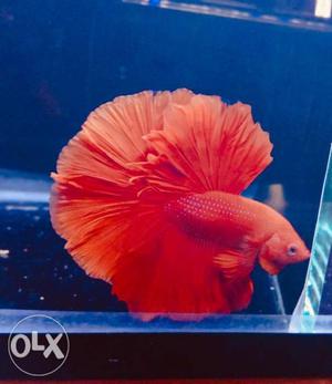 Show quality bettas availabe new shipment coming