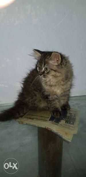 Silver Tabby Cat