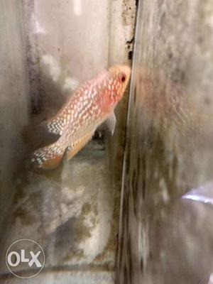 Super pearly GB fader flowerhorn available, size