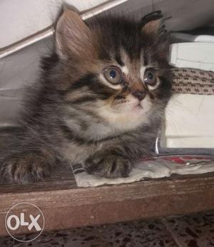 Tabby triple coated female pure Persian kitten