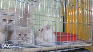 Three Long-fur Orange Kittens