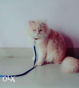 Urgnt sale persian cat male of 9 months shifting
