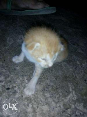 Very cute three kitten for sale at Rs200/- all