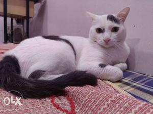 White And Black Striped Indian breed male cat of 3 years