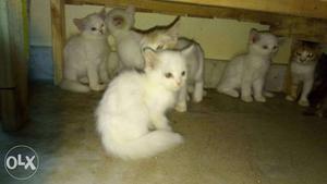 White Kitten Lot