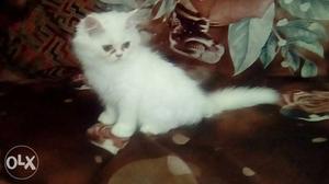 White Persian Male kitten 2.5 Months Old