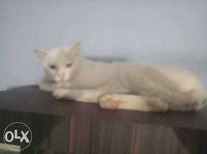 White cat male available for meeting purposec