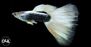 White tuxedo guppy 150per pair, buy 2 or more