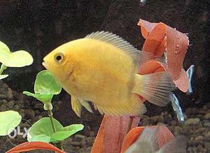 Yellow, white sevrums 2 pairs fishes. i got it of